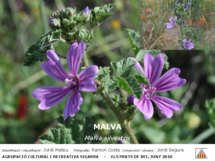 MALVA Malva silvestris Identificació i classificació: Jordi Mateu Fotografia: Ramon Costa AGRUPACIÓ CULTURAL I