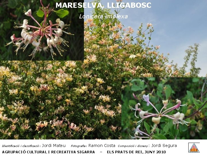 MARESELVA, LLIGABOSC Lonicera implexa Identificació i classificació: Jordi Mateu Fotografia: Ramon Costa AGRUPACIÓ CULTURAL