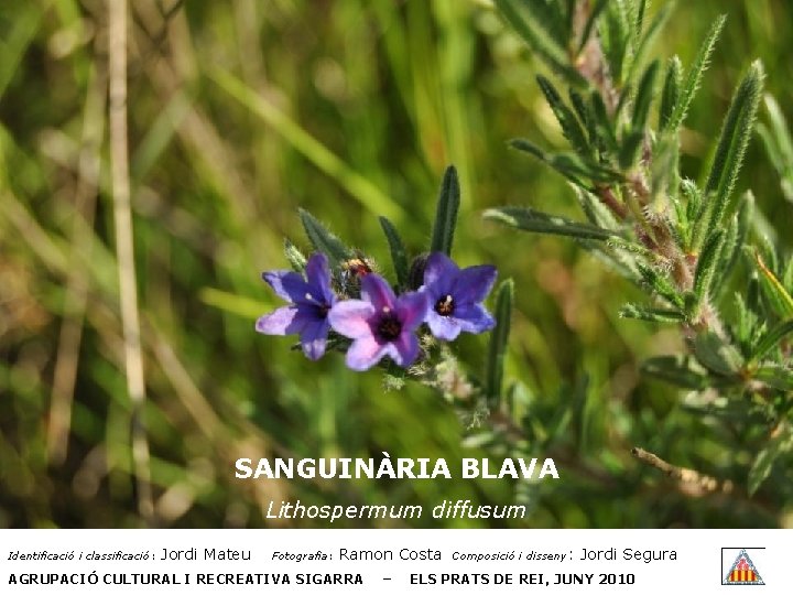 SANGUINÀRIA BLAVA Lithospermum diffusum Identificació i classificació: Jordi Mateu Fotografia: Ramon Costa AGRUPACIÓ CULTURAL