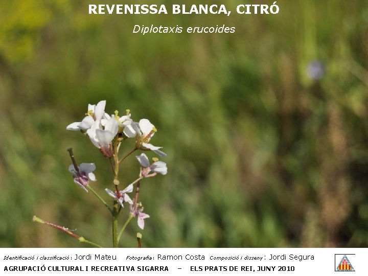 REVENISSA BLANCA, CITRÓ Diplotaxis erucoides Identificació i classificació: Jordi Mateu Fotografia: Ramon Costa AGRUPACIÓ