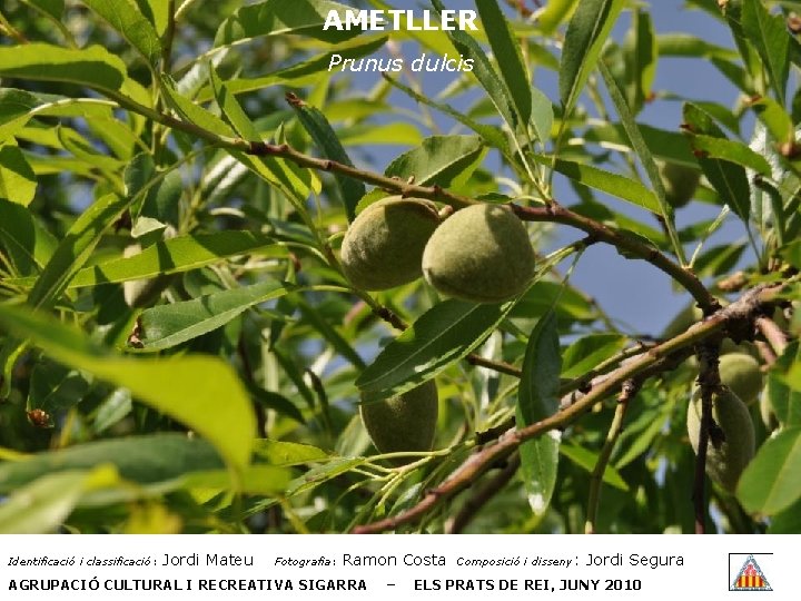 AMETLLER Prunus dulcis Identificació i classificació: Jordi Mateu Fotografia: Ramon Costa AGRUPACIÓ CULTURAL I