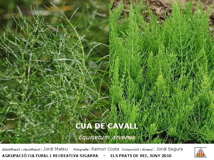 CUA DE CAVALL Equisetum arvense Identificació i classificació: Jordi Mateu Fotografia: Ramon Costa AGRUPACIÓ