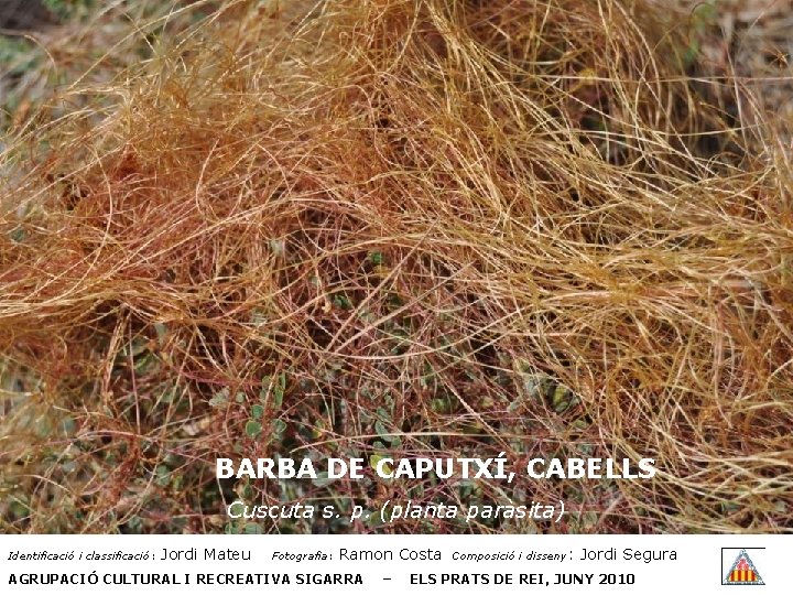 BARBA DE CAPUTXÍ, CABELLS Cuscuta s. p. (planta paràsita) Identificació i classificació: Jordi Mateu