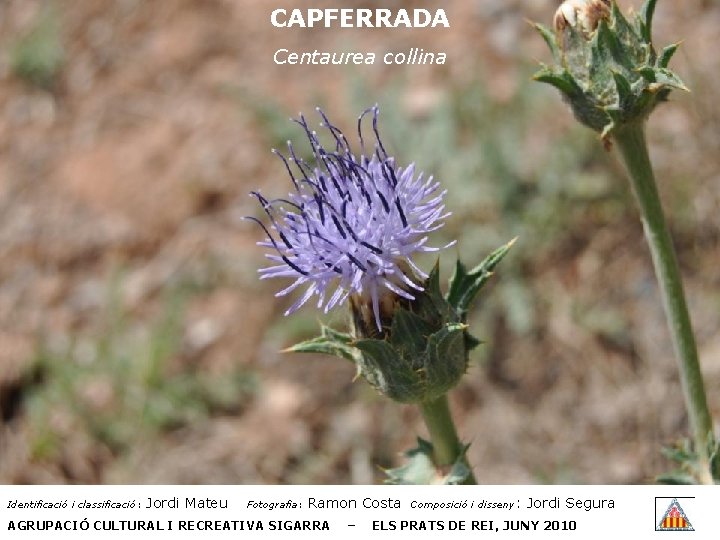 CAPFERRADA Centaurea collina Identificació i classificació: Jordi Mateu Fotografia: Ramon Costa AGRUPACIÓ CULTURAL I