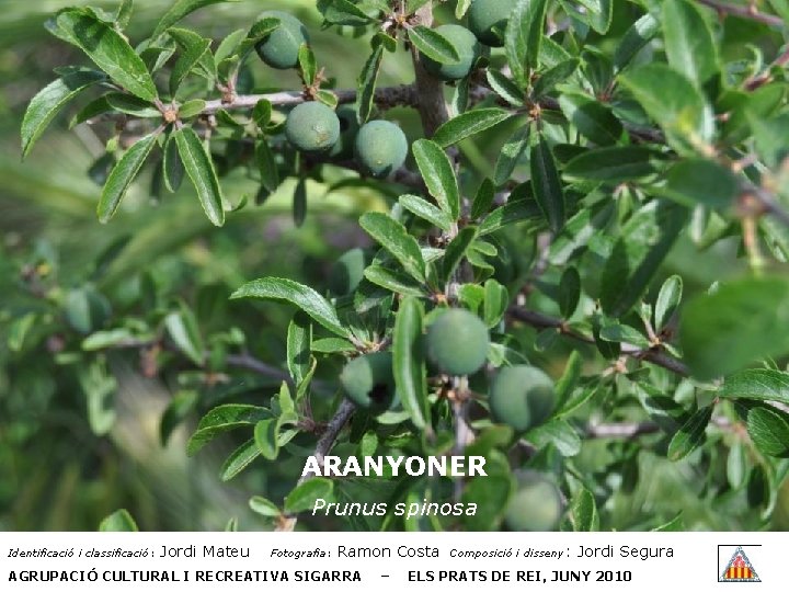 ARANYONER Prunus spinosa Identificació i classificació: Jordi Mateu Fotografia: Ramon Costa AGRUPACIÓ CULTURAL I