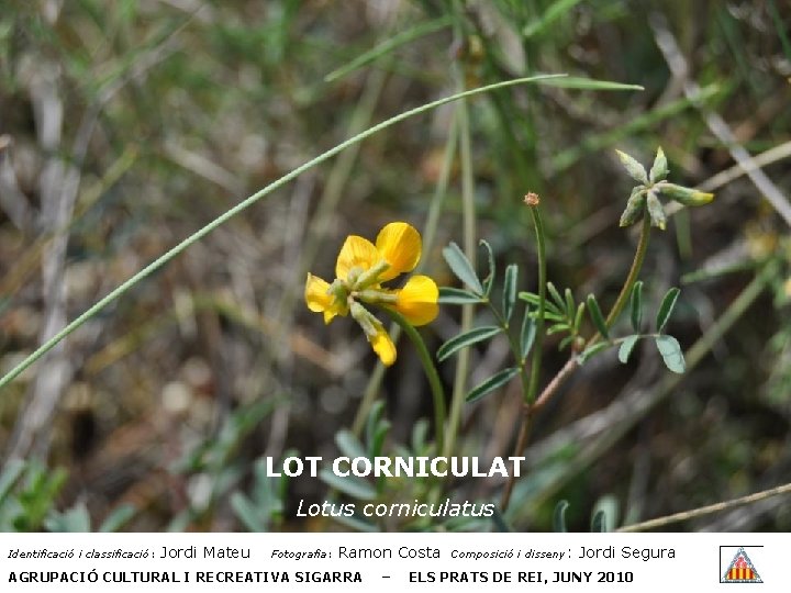 LOT CORNICULAT Lotus corniculatus Identificació i classificació: Jordi Mateu Fotografia: Ramon Costa AGRUPACIÓ CULTURAL