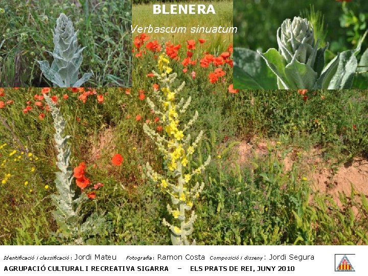 BLENERA Verbascum sinuatum Identificació i classificació: Jordi Mateu Fotografia: Ramon Costa AGRUPACIÓ CULTURAL I