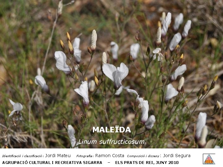 MALEÏDA Linum suffructicosum Identificació i classificació: Jordi Mateu Fotografia: Ramon Costa AGRUPACIÓ CULTURAL I