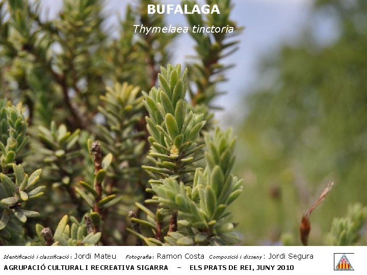 BUFALAGA Thymelaea tinctoria Identificació i classificació: Jordi Mateu Fotografia: Ramon Costa AGRUPACIÓ CULTURAL I