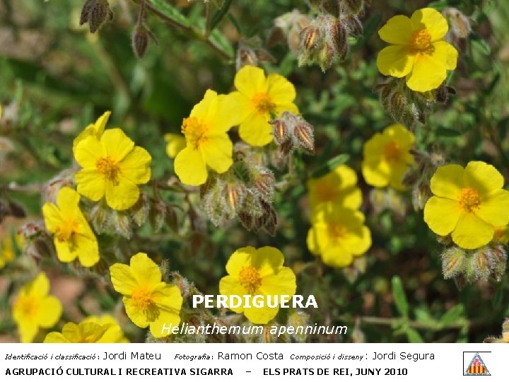 PERDIGUERA Helianthemum apenninum Identificació i classificació: Jordi Mateu Fotografia: Ramon Costa AGRUPACIÓ CULTURAL I