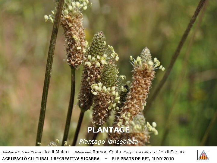 PLANTAGE Plantago lanceolata Identificació i classificació: Jordi Mateu Fotografia: Ramon Costa AGRUPACIÓ CULTURAL I