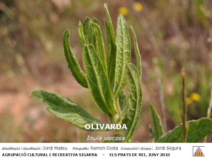 OLIVARDA Inula viscosa Identificació i classificació: Jordi Mateu Fotografia: Ramon Costa AGRUPACIÓ CULTURAL I