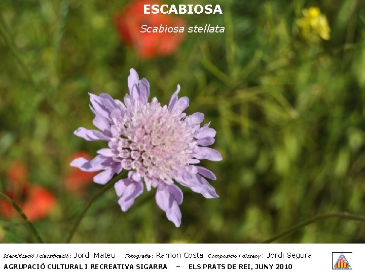 ESCABIOSA Scabiosa stellata Identificació i classificació: Jordi Mateu Fotografia: Ramon Costa AGRUPACIÓ CULTURAL I