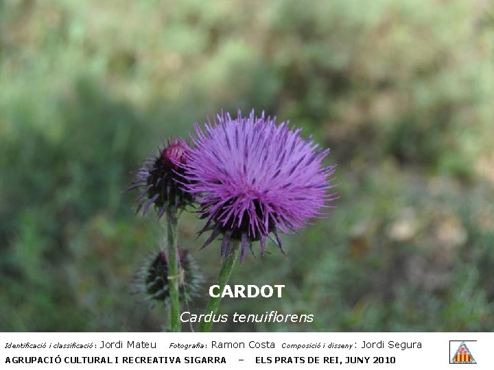 CARDOT Cardus tenuiflorens Identificació i classificació: Jordi Mateu Fotografia: Ramon Costa AGRUPACIÓ CULTURAL I
