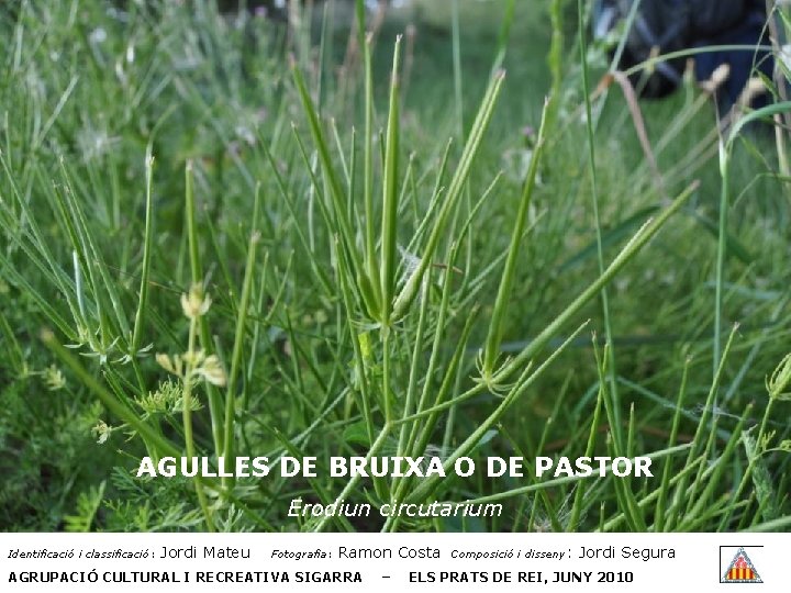 AGULLES DE BRUIXA O DE PASTOR Erodiun circutarium Identificació i classificació: Jordi Mateu Fotografia: