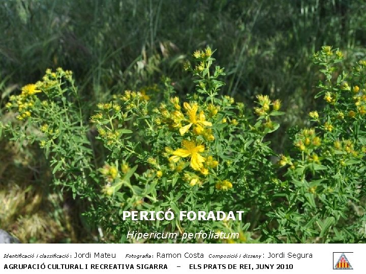 PERICÓ FORADAT Hipericum perfoliatum Identificació i classificació: Jordi Mateu Fotografia: Ramon Costa AGRUPACIÓ CULTURAL