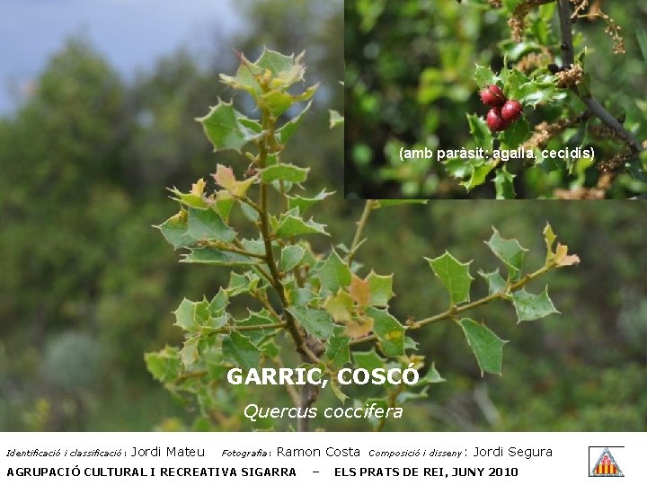 (amb paràsit: agalla, cecidis) GARRIC, COSCÓ Quercus coccifera Identificació i classificació: Jordi Mateu Fotografia: