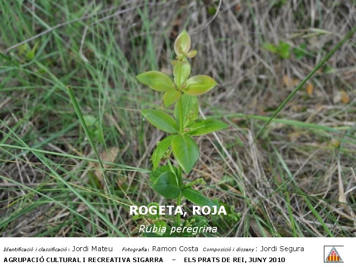 ROGETA, ROJA Rubia peregrina Identificació i classificació: Jordi Mateu Fotografia: Ramon Costa AGRUPACIÓ CULTURAL