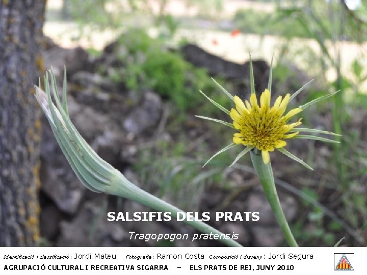 SALSIFIS DELS PRATS Tragopogon pratensis Identificació i classificació: Jordi Mateu Fotografia: Ramon Costa AGRUPACIÓ