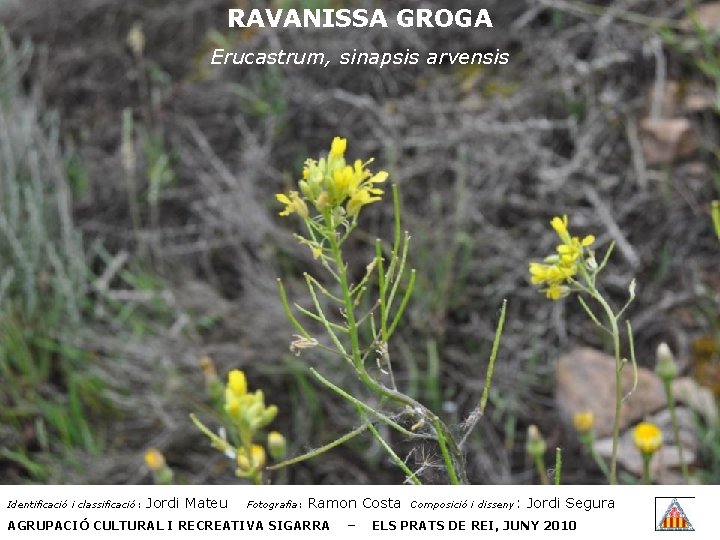 RAVANISSA GROGA Erucastrum, sinapsis arvensis Identificació i classificació: Jordi Mateu Fotografia: Ramon Costa AGRUPACIÓ