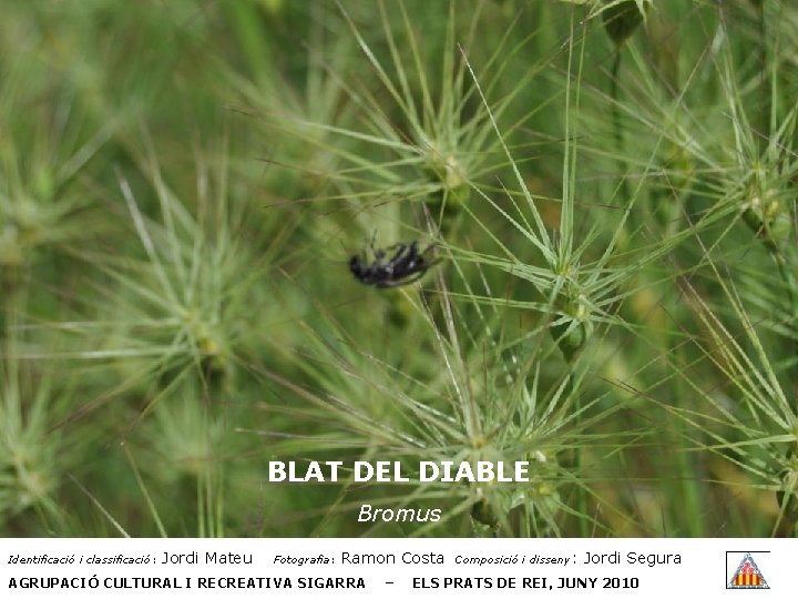 BLAT DEL DIABLE Bromus Identificació i classificació: Jordi Mateu Fotografia: Ramon Costa AGRUPACIÓ CULTURAL