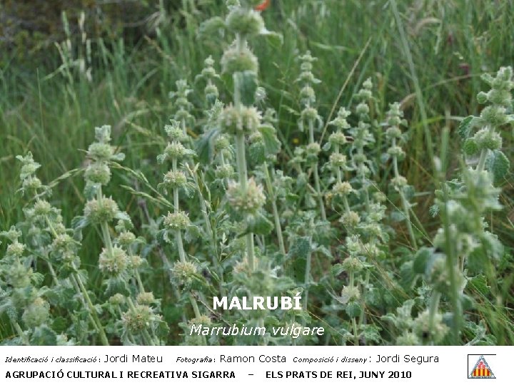 MALRUBÍ Marrubium vulgare Identificació i classificació: Jordi Mateu Fotografia: Ramon Costa AGRUPACIÓ CULTURAL I