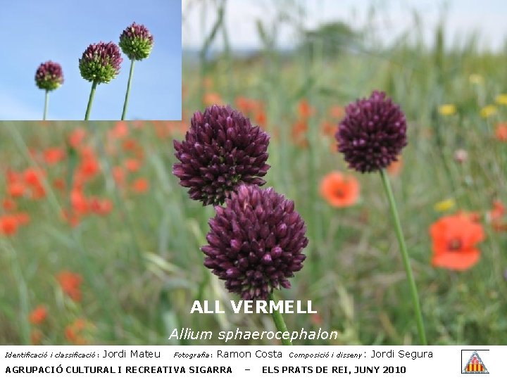 ALL VERMELL Allium sphaerocephalon Identificació i classificació: Jordi Mateu Fotografia: Ramon Costa AGRUPACIÓ CULTURAL