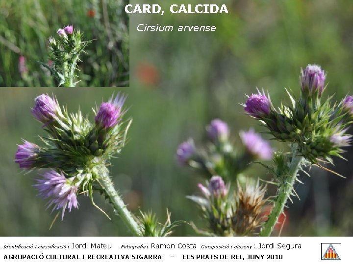 CARD, CALCIDA Cirsium arvense Identificació i classificació: Jordi Mateu Fotografia: Ramon Costa AGRUPACIÓ CULTURAL