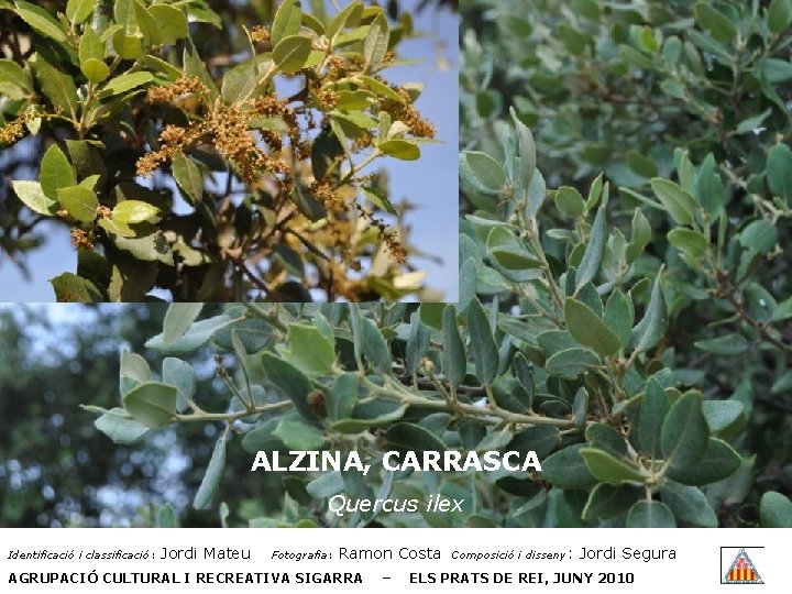 ALZINA, CARRASCA Quercus ilex Identificació i classificació: Jordi Mateu Fotografia: Ramon Costa AGRUPACIÓ CULTURAL