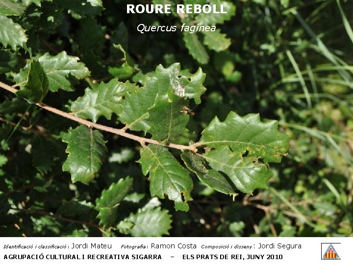 ROURE REBOLL Quercus faginea Identificació i classificació: Jordi Mateu Fotografia: Ramon Costa AGRUPACIÓ CULTURAL