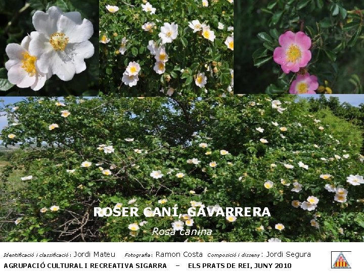 ROSER CANÍ, GAVARRERA Rosa canina Identificació i classificació: Jordi Mateu Fotografia: Ramon Costa AGRUPACIÓ