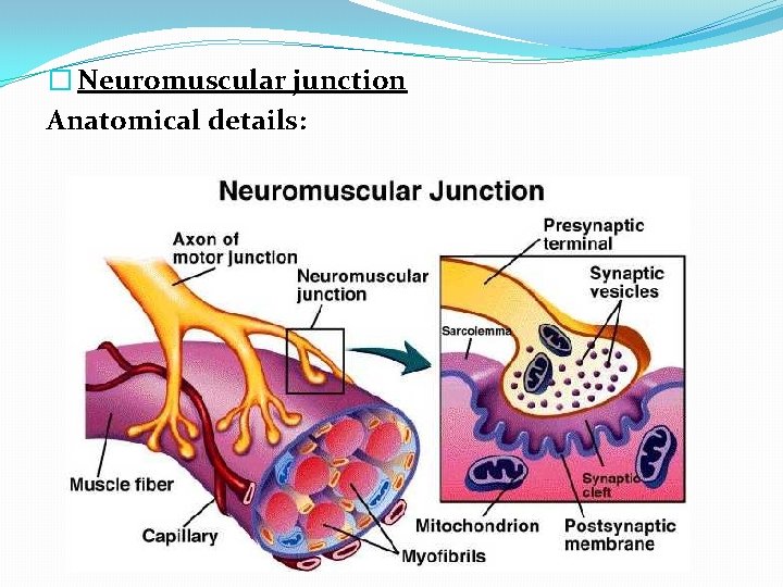 � Neuromuscular junction Anatomical details: 