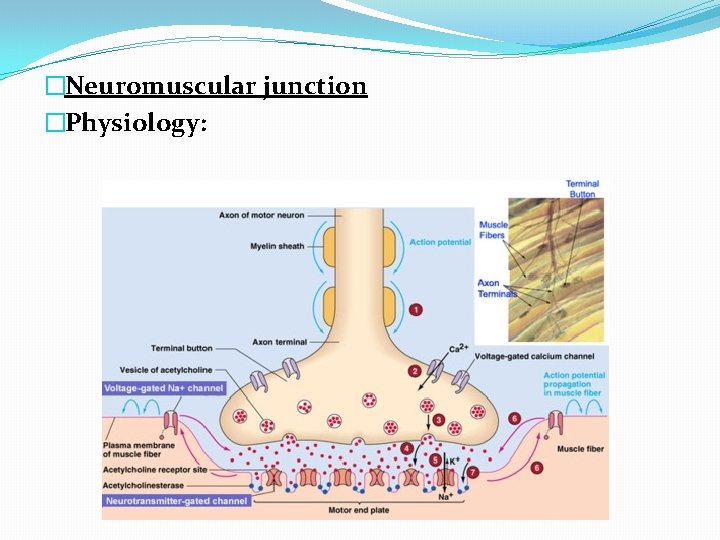 �Neuromuscular junction �Physiology: 