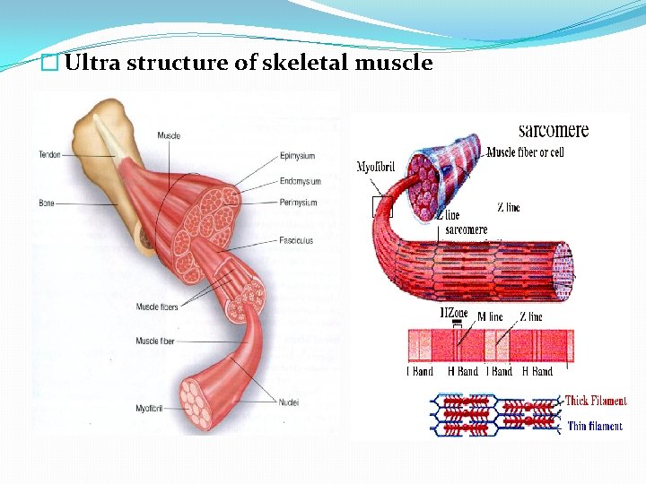 � Ultra structure of skeletal muscle 