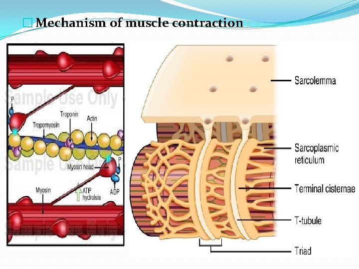 � Mechanism of muscle contraction 
