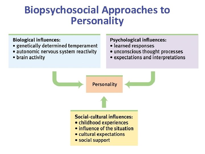 Biopsychosocial Approaches to Personality 