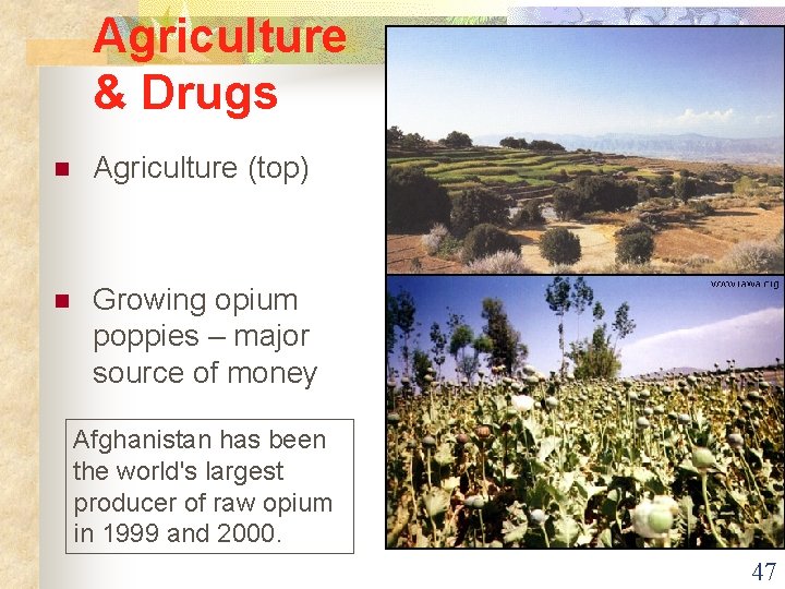 Agriculture & Drugs n Agriculture (top) n Growing opium poppies – major source of