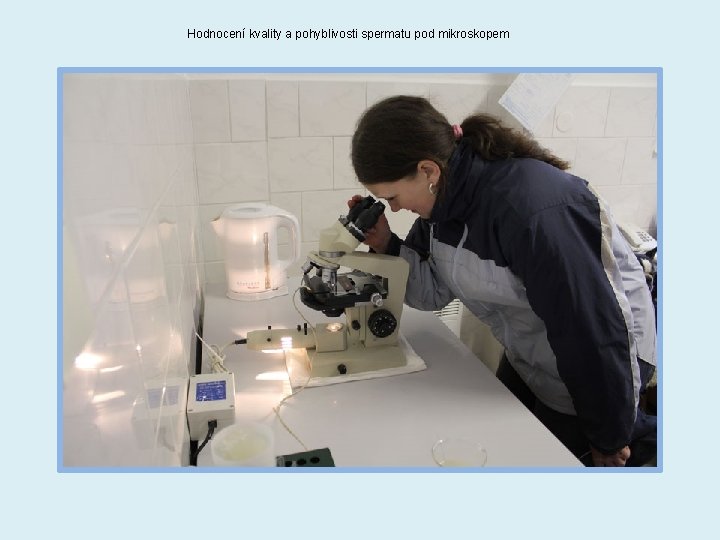 Hodnocení kvality a pohyblivosti spermatu pod mikroskopem 