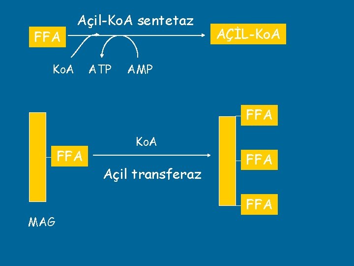 FFA Açil-Ko. A sentetaz Ko. A ATP AÇİL-Ko. A AMP FFA MAG Ko. A