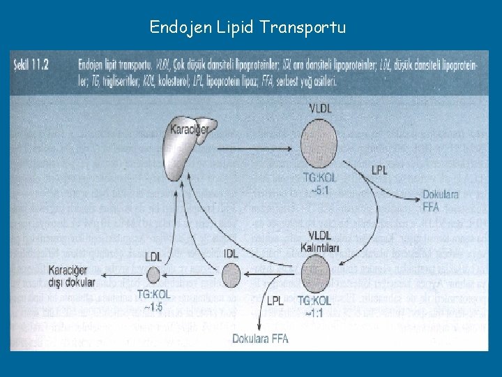 Endojen Lipid Transportu 