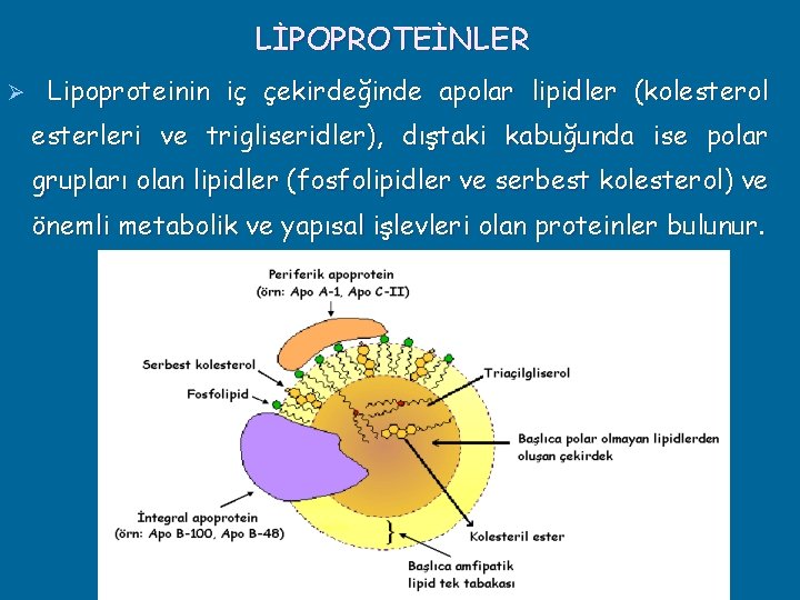 LİPOPROTEİNLER Ø Lipoproteinin iç çekirdeğinde apolar lipidler (kolesterol esterleri ve trigliseridler), dıştaki kabuğunda ise