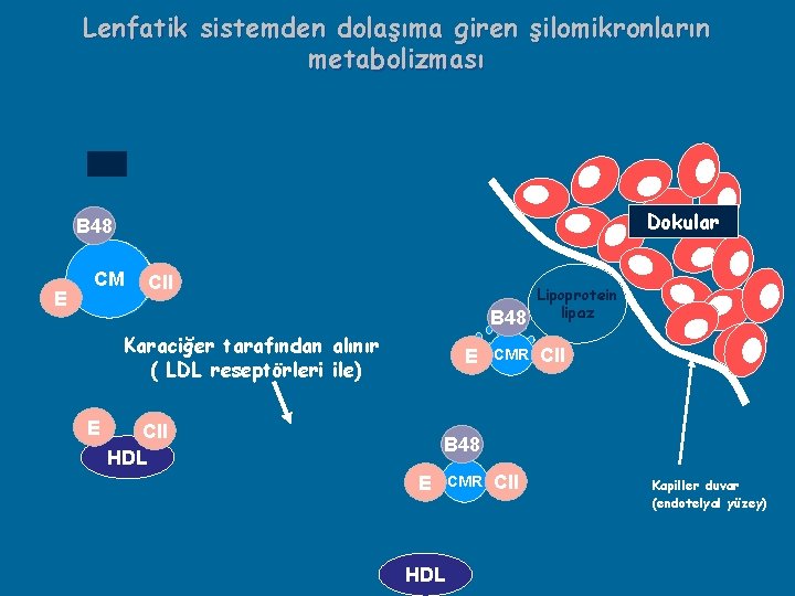 Lenfatik sistemden dolaşıma giren şilomikronların metabolizması Dokular B 48 E CM CII Karaciğer tarafından