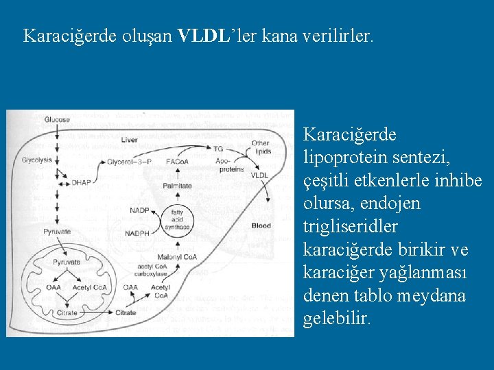 Karaciğerde oluşan VLDL’ler kana verilirler. Karaciğerde lipoprotein sentezi, çeşitli etkenlerle inhibe olursa, endojen trigliseridler