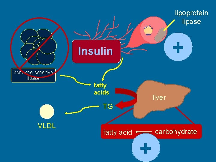 lipoprotein lipase + Insulin hormone-sensitive lipase fatty acids liver TG VLDL fatty acid carbohydrate