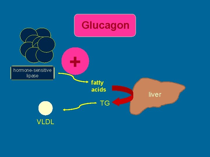 Glucagon hormone-sensitive lipase + fatty acids TG VLDL liver 