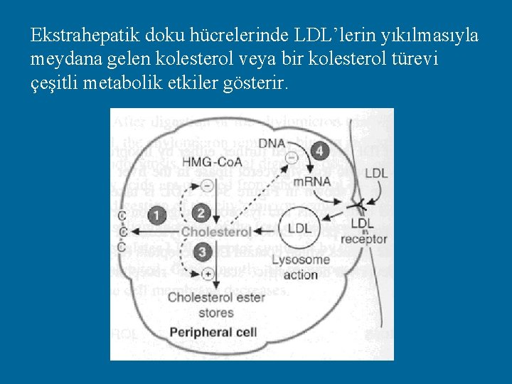 Ekstrahepatik doku hücrelerinde LDL’lerin yıkılmasıyla meydana gelen kolesterol veya bir kolesterol türevi çeşitli metabolik