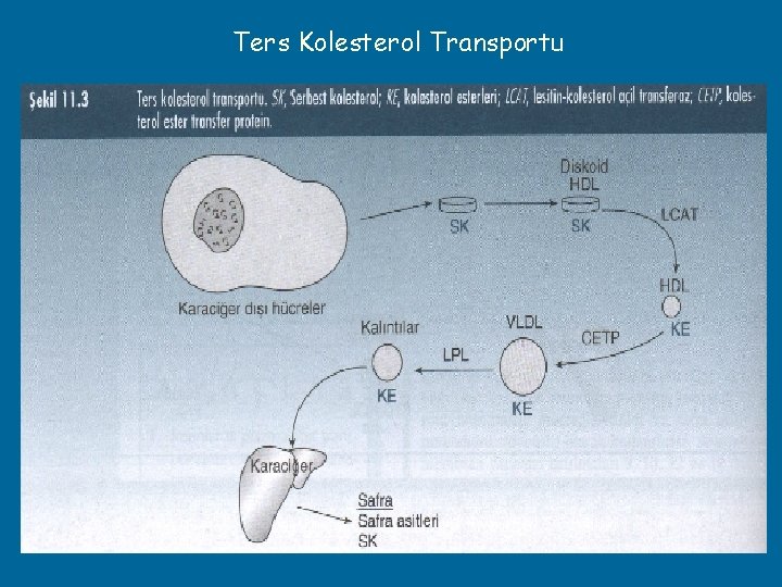 Ters Kolesterol Transportu 