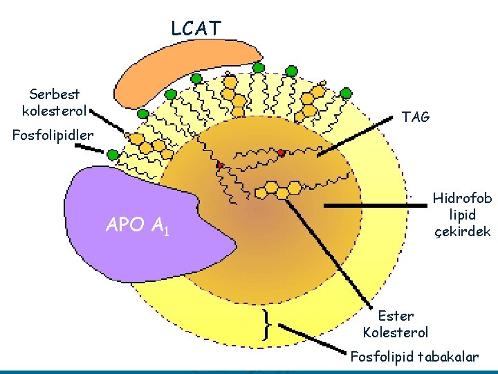 LCAT Serbest kolesterol TAG Fosfolipidler Hidrofob lipid çekirdek APO A 1 Ester Kolesterol Fosfolipid