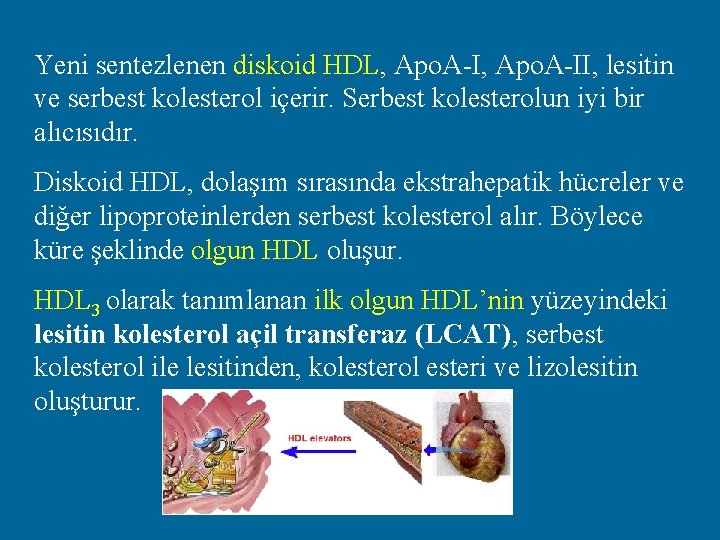 Yeni sentezlenen diskoid HDL, Apo. A-II, lesitin ve serbest kolesterol içerir. Serbest kolesterolun iyi