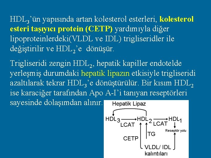 HDL 3’ün yapısında artan kolesterol esterleri, kolesterol esteri taşıyıcı protein (CETP) yardımıyla diğer lipoproteinlerdeki(VLDL